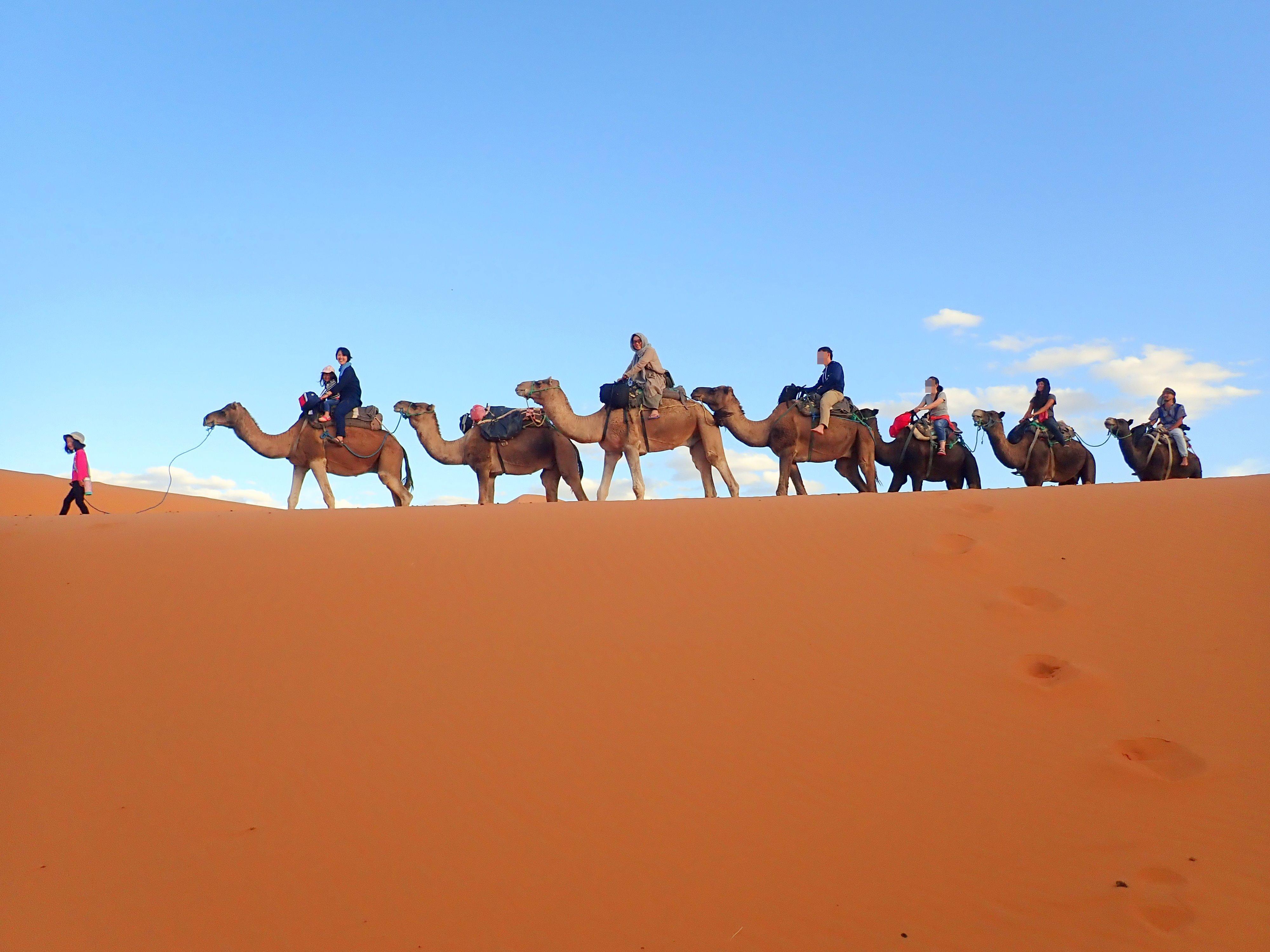 モロッコ　サハラ砂漠　ラクダ